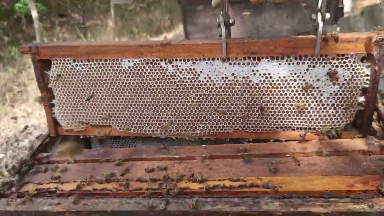 Colocamos mais melgueira DICA MUITOOO IMPORTANTE / mel florada do café 🐝🍯