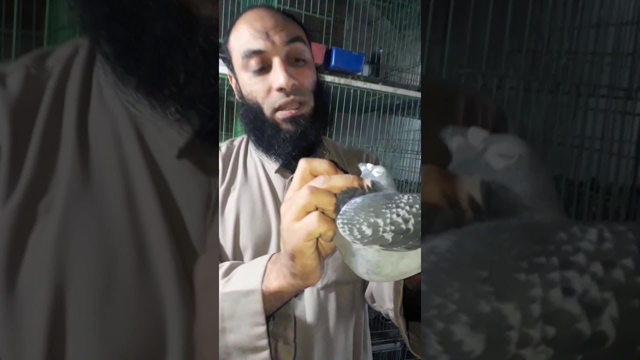 اسرار تقليب الحمام الجزء الثانى