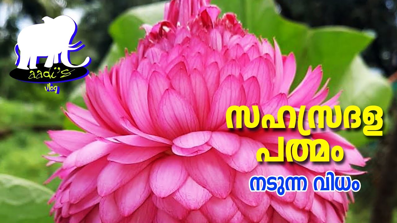 താമര എങ്ങനെ നടാം|How to Plant Lotus Tuber #lotus 1000petal potting/സഹസ്രദളപത്മം #farming in Kerala