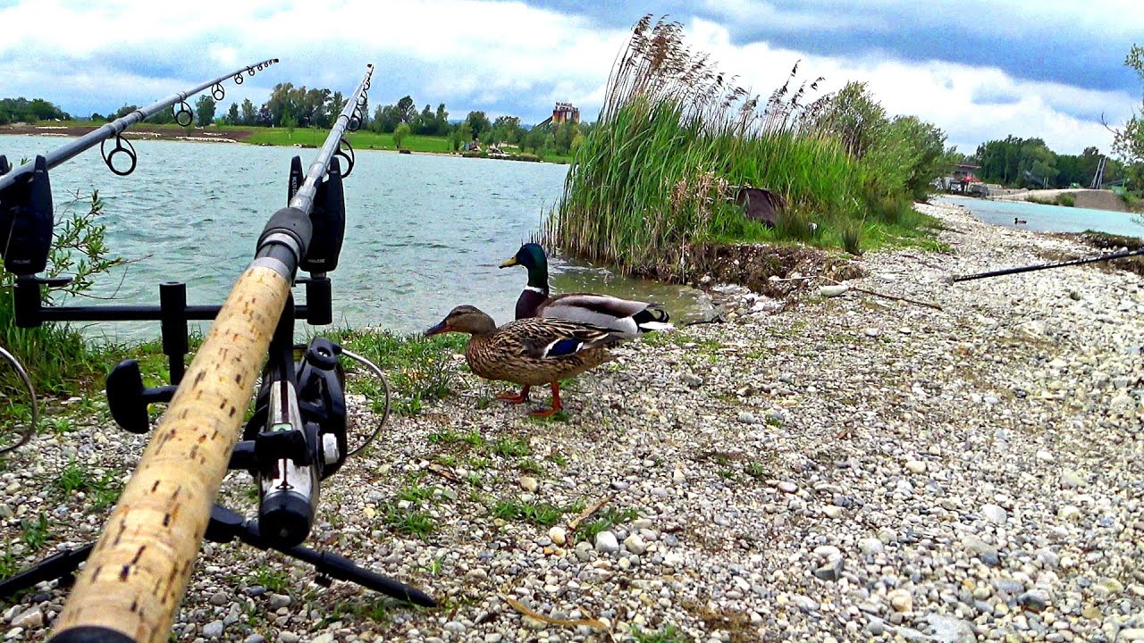 Carp fishing with the fish biscuit rig and hard corn