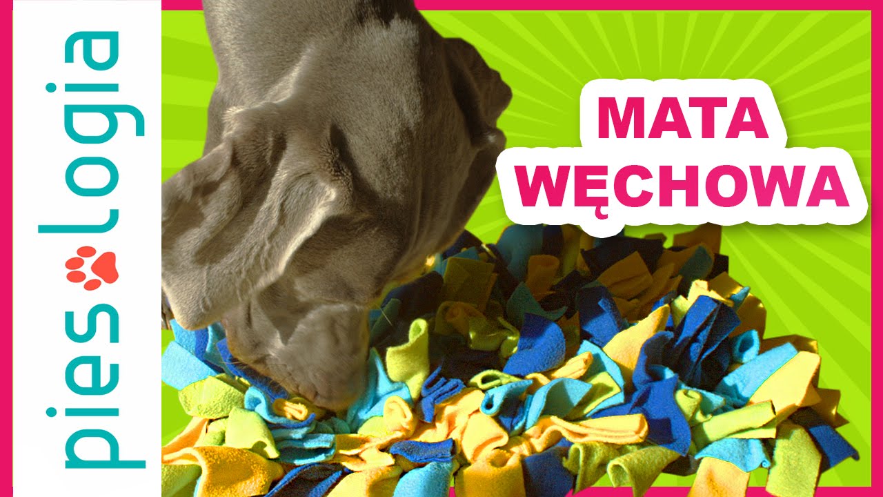 Jak zrobić matę węchową dla psa?