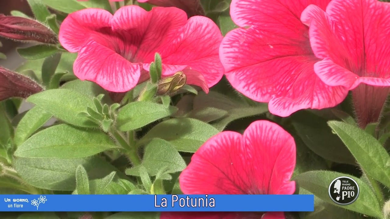 Pianta la petunia  (Un giorno, un fiore 22 Marzo 2022)
