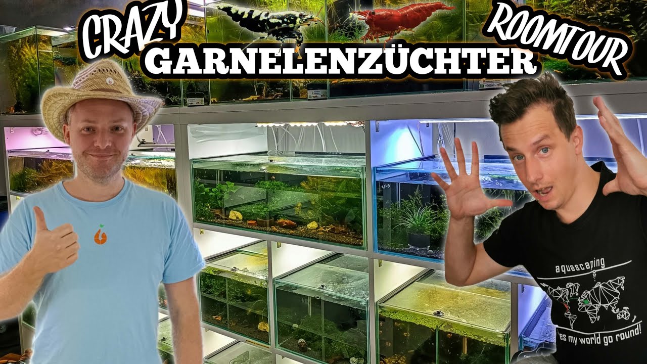 AQUA BIRNE Doku - Garnelen Aquarium Zuchtanlage Roomtour | Garnelenzüchter @aqua-birne 🦐🤠👍