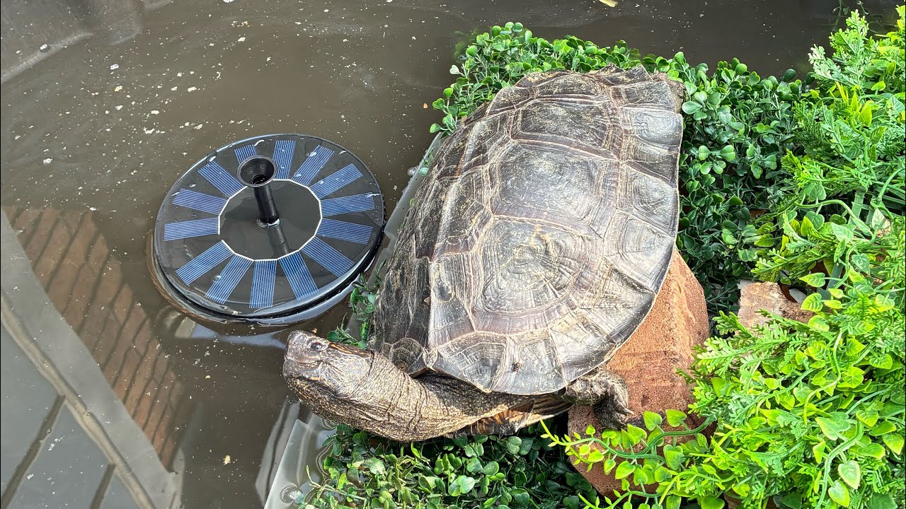 “Daily vlog 20th”! #love #turtle #2026 #nature #reptiles #fun #cute #cat #cuteanimal #pets 