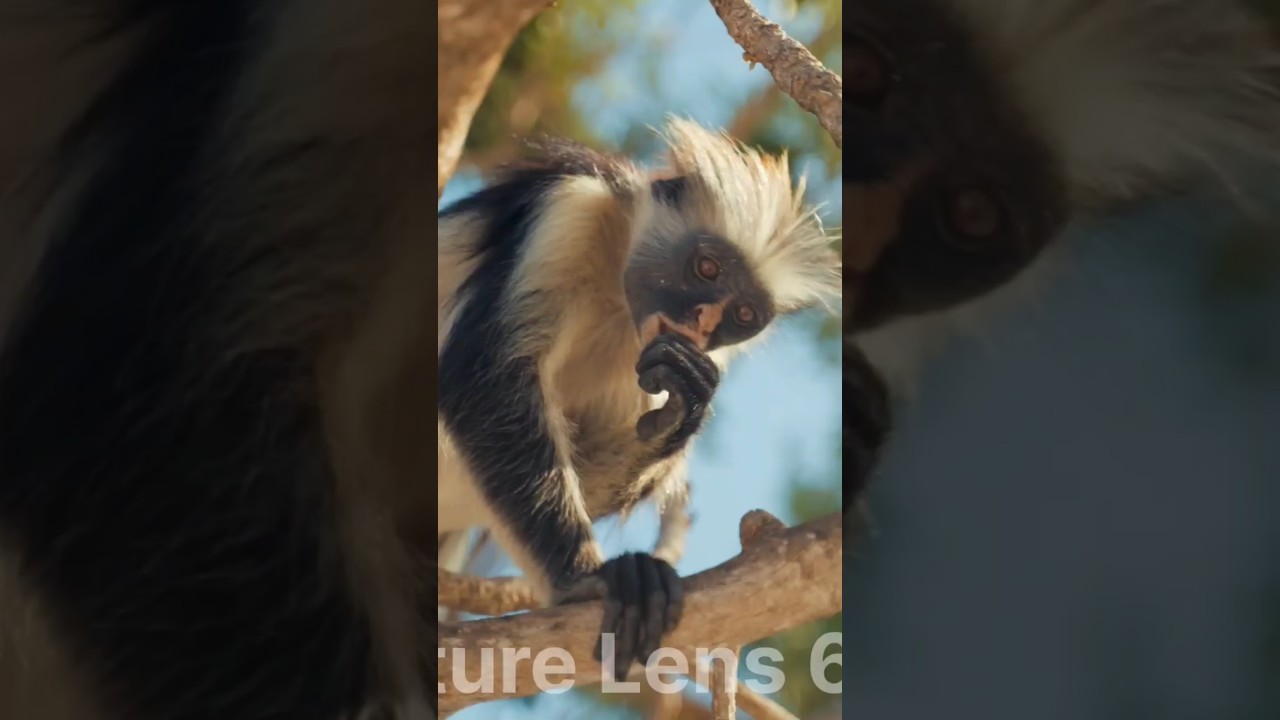 "बंदर के रोचक तथ्य | Amazing Monkey Facts in Hindi" 