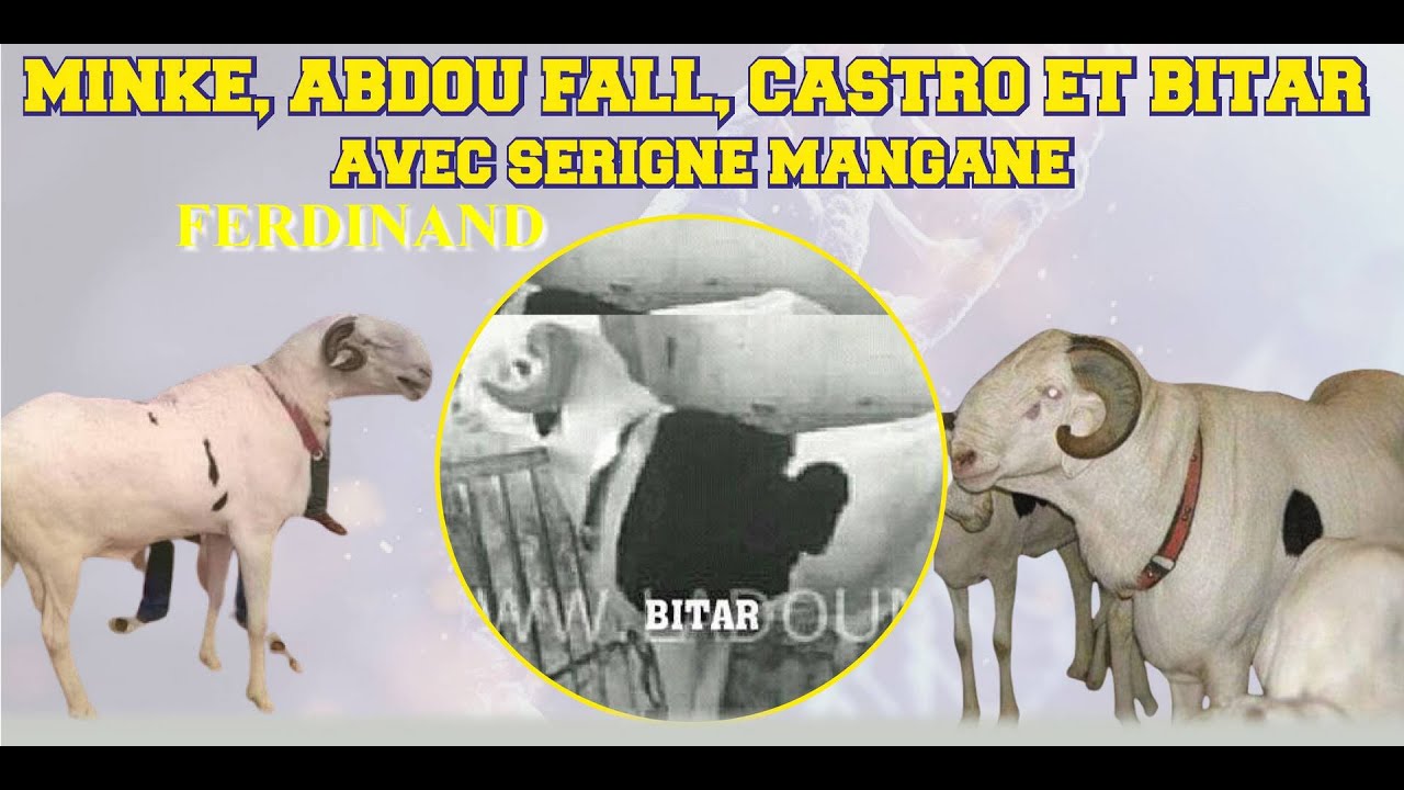 L' expert Serigne Mangane revient sur les champions Minké, Ferdinand, Abdou Fall, Bitar etc.