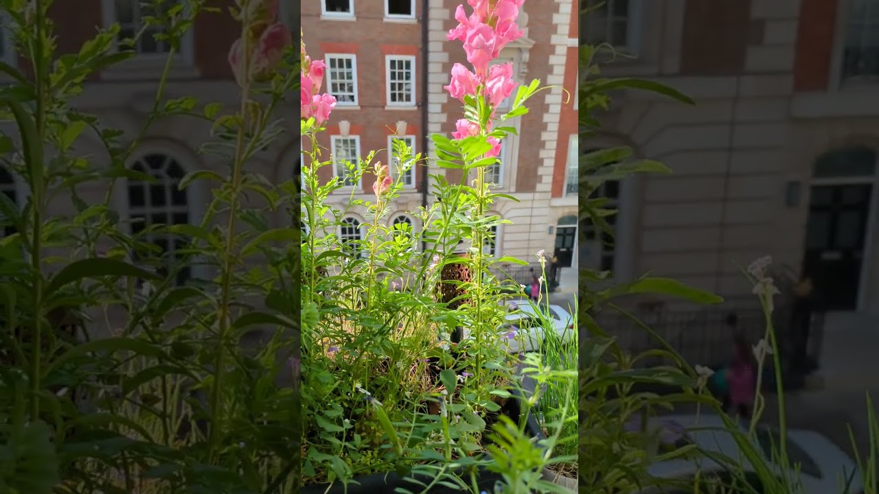 Accidental micro-food forest