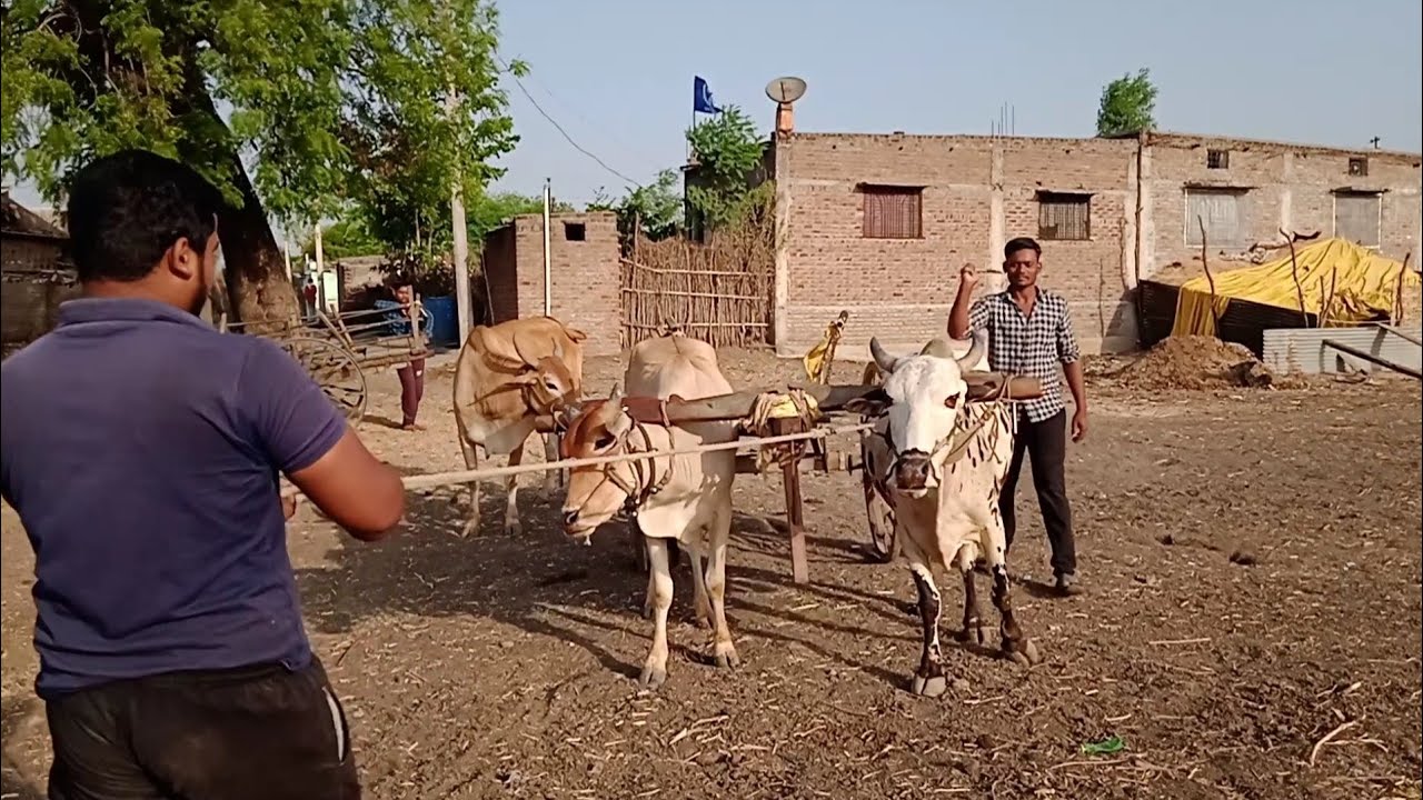 बैलों को इस प्रकार की ट्रेनिंग दी जाती है l Bullocks are given this type of training l village vlog