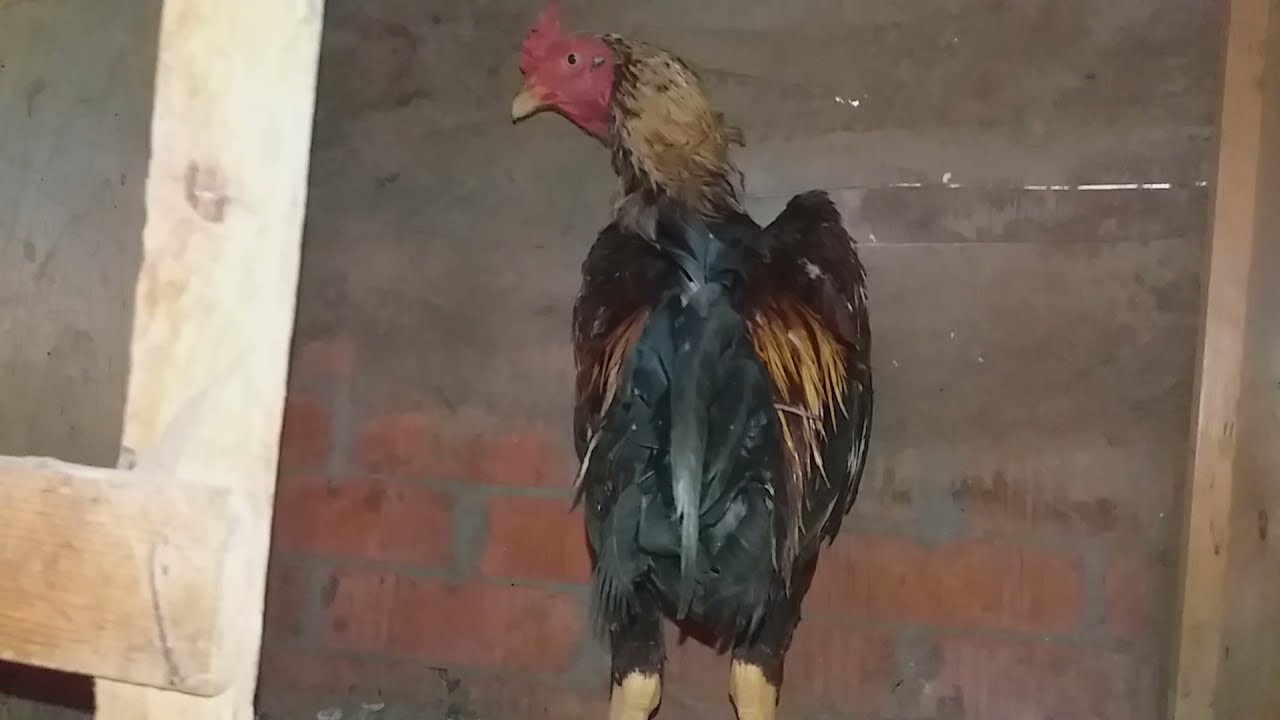 لو الديك الهندي بيقلش اسيبه مع الفراخ طب لو الفراخ بتبيض هل هيجيب معها كسر 🥚 البيض هيطلع مفهوش كسر🐥