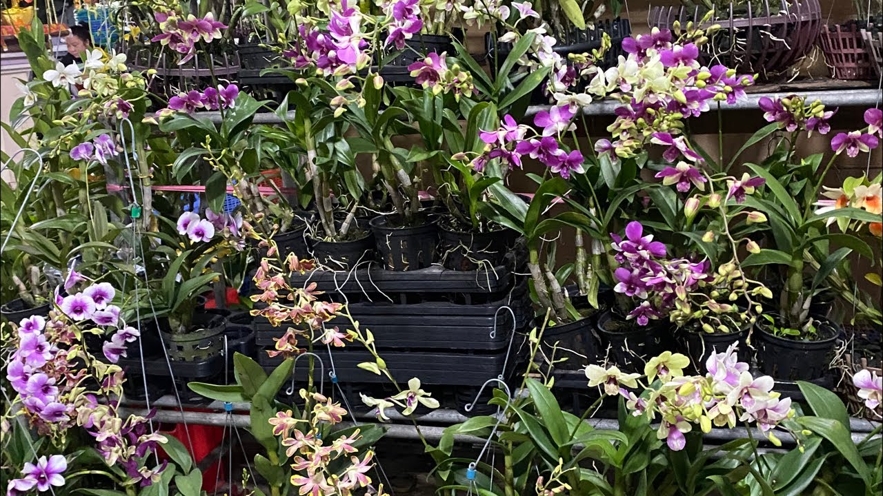 MINI TÍM, ĐỎ CHERRY, MINI TRẮNG, BĂNG BĂNG.,,,,❤️☎️0903177978