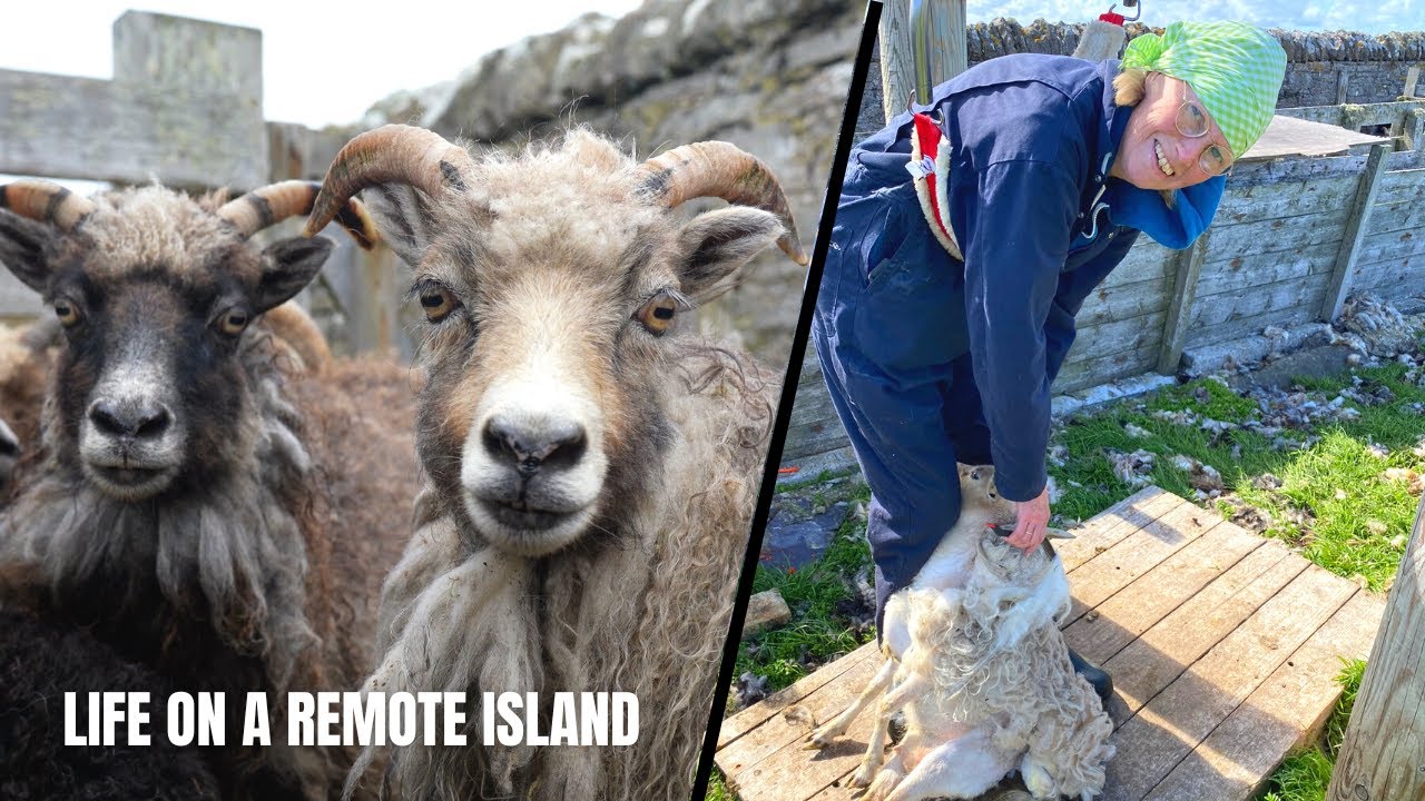 Shearing seaweed-eating sheep on a remote island in Orkney