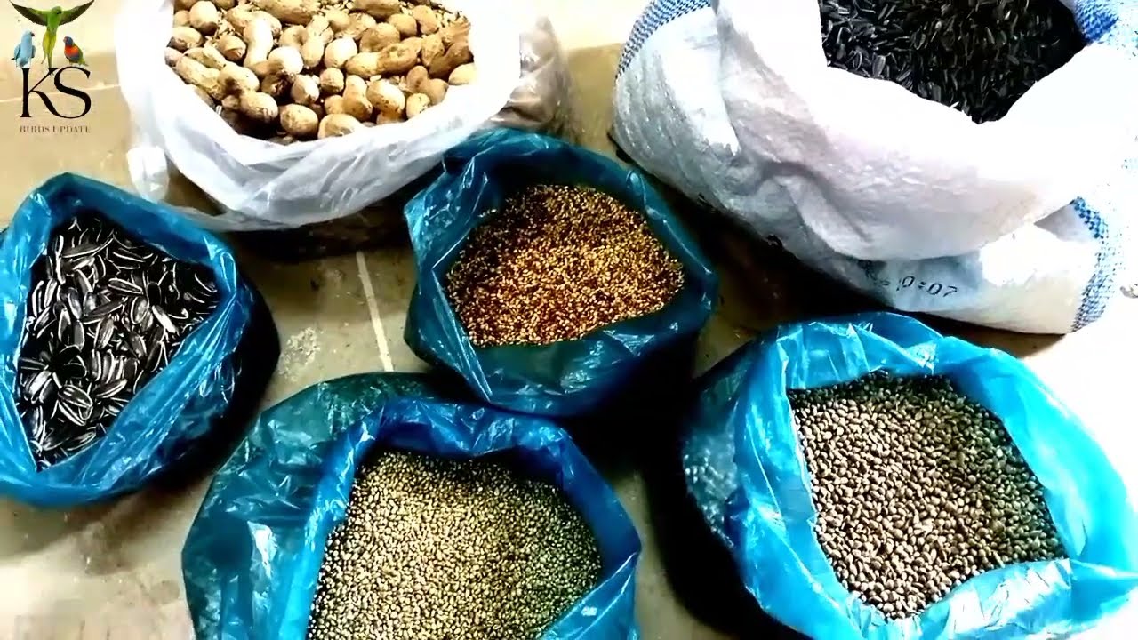 بریڈنگ کے لئے پرندوں کو یہ دانا دیں|Ringneck Best Seeds Mix For . Breeding Season|Ks birds update