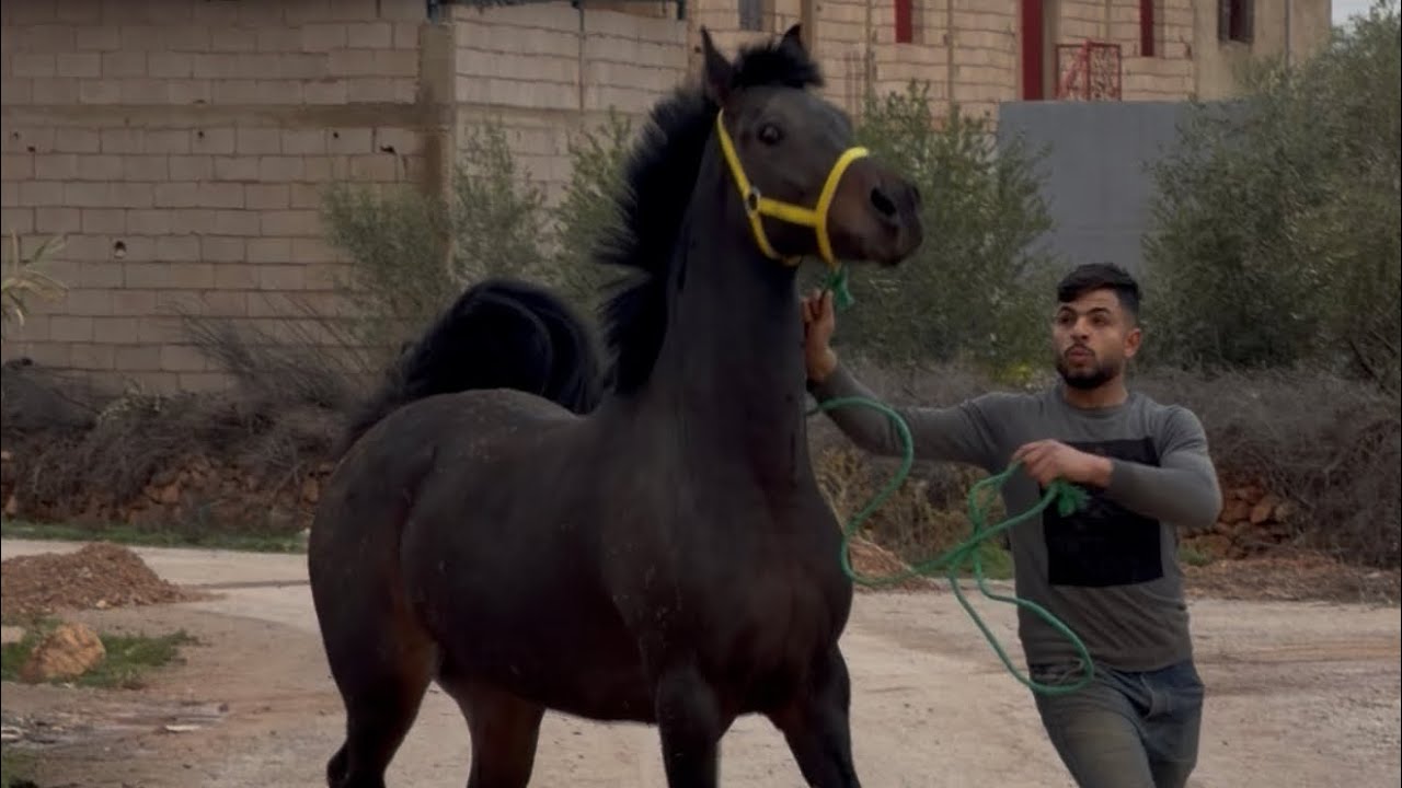 زيارة مشرفة من ضيعة الرجل الطيب #محمد_ولد_قواق،عشاق العودات للبيع مرحبا ✅