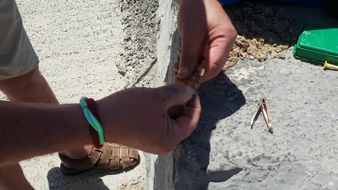 Lombriz catalana como presentarla