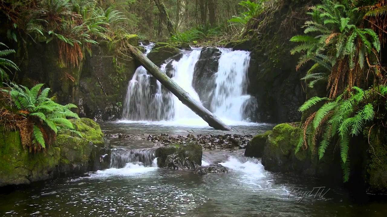 The Forest Waterfall HD - The Calming Sound of Water