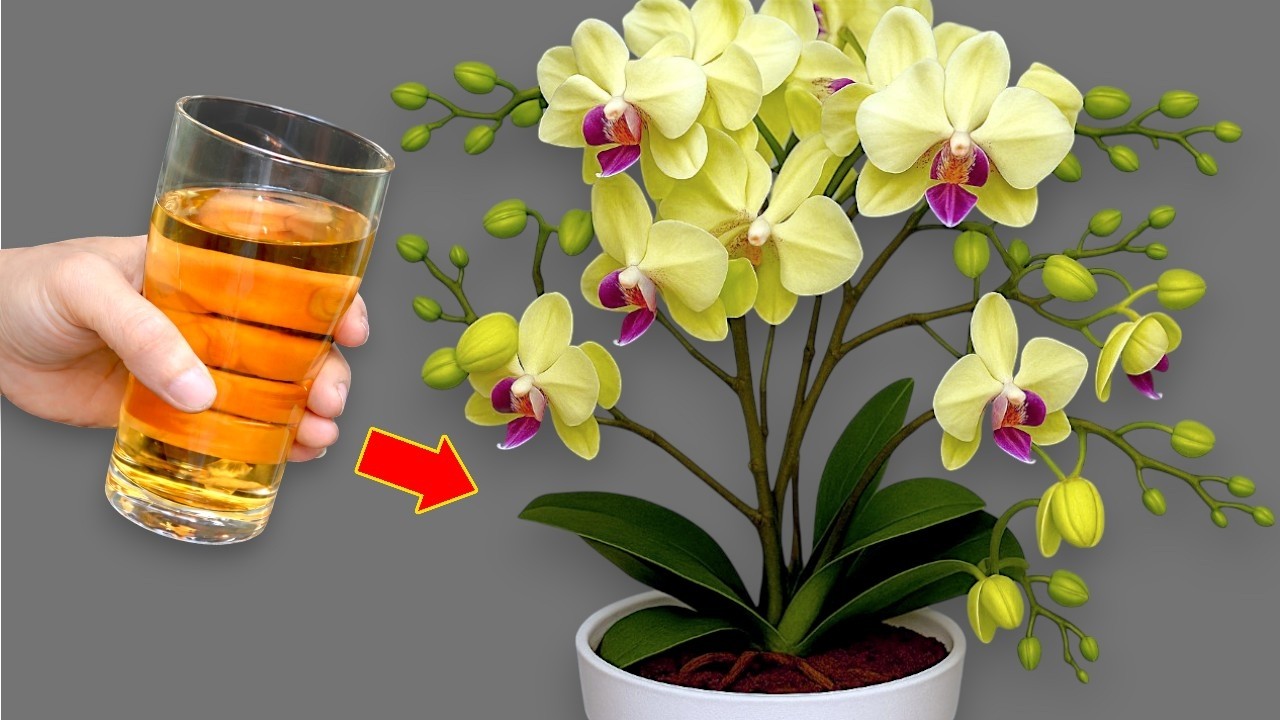🌸Настоящее сокровище для орхидей! Просто насыпьте 1 ложку средства в корни, и даже самые слабые с...