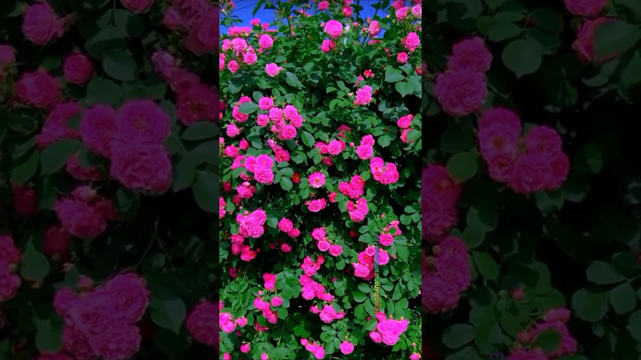 Relaxing Flower Garden Walk Pink Roses in Nature 🌸