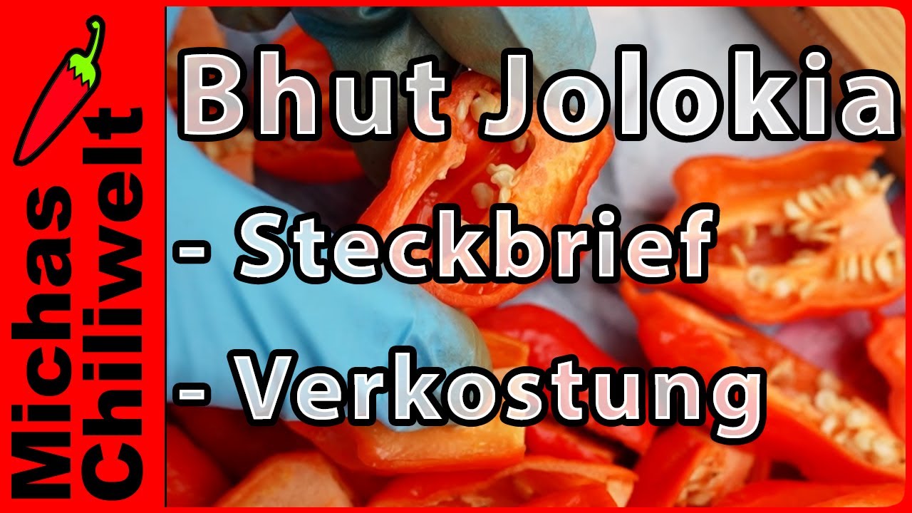Bhut Jolokia / Naga Jolokia / Ghost Pepper  |  Steckbrief und Verkostung  |  Chili Sorten  |  Chilis