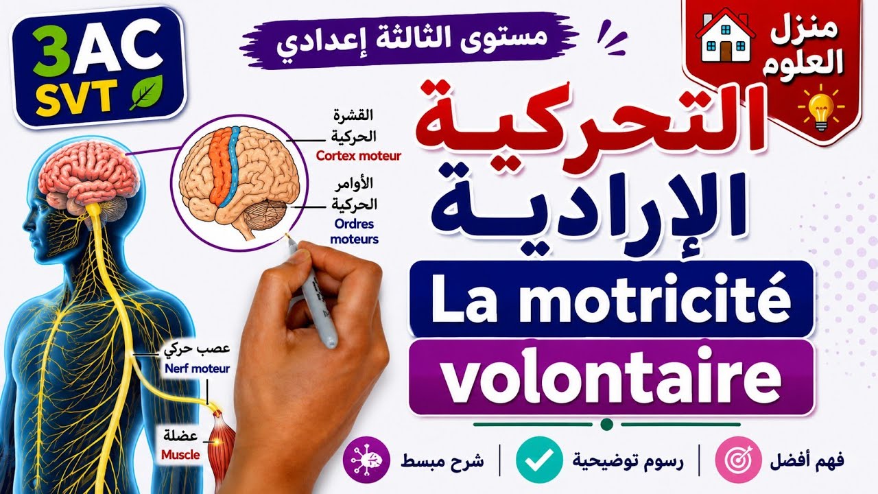 درس الجهاز العصبي مستوى الثالثة إعدادي الجزء الثالث | Système Nerveux 3AC SVT