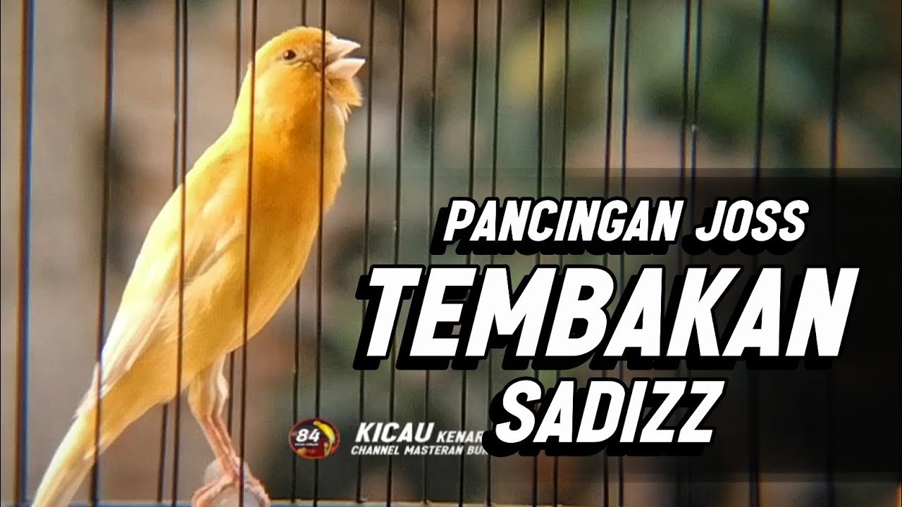 Suara Burung KENARI GACOR PANJANG Emosi Cuit Cuit NGEROL Cocok utk Masteran Murai Batu
