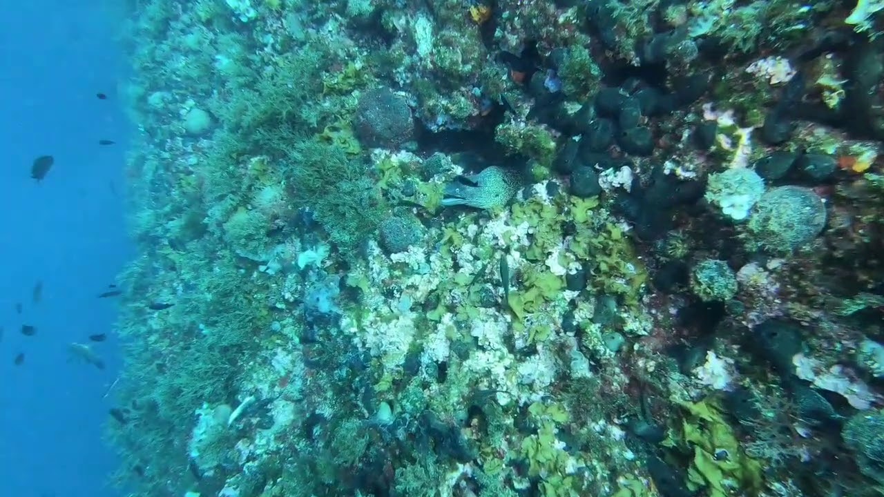 Tremiti- Punta Secca- Le Gorgonie