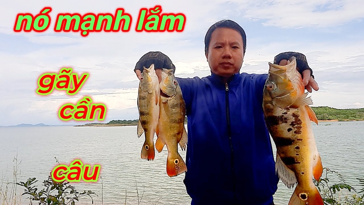 Gặp khủng long chúa quá dữ gãy luôn cần câu