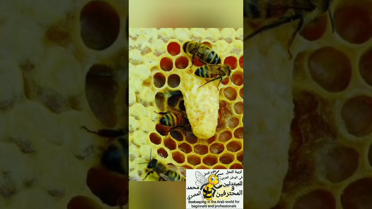 دكتور علي البراقي والحديث عن انتخاب الملكات وتحسين صفاتها معلومات نستفيد منها جميعنا