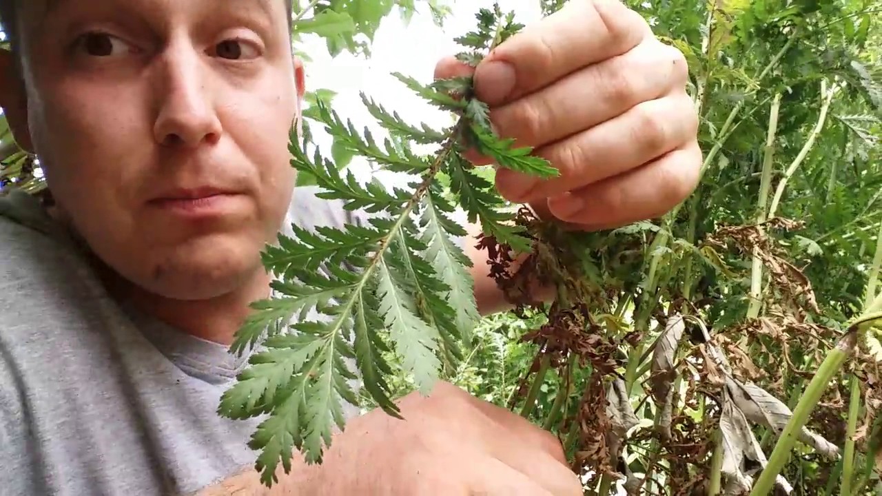 tanaisie plante importante a connaitre pour vivre attention ⚠ peut être dangereuse si trop de doses