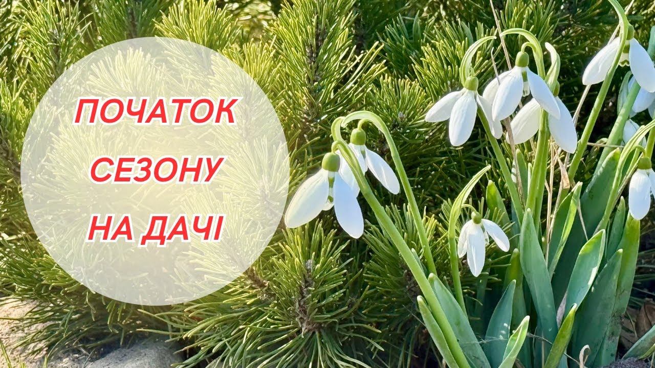 Весна в саду🌸 Що вже зацвіло і що готую на підвіконні для дачі.
