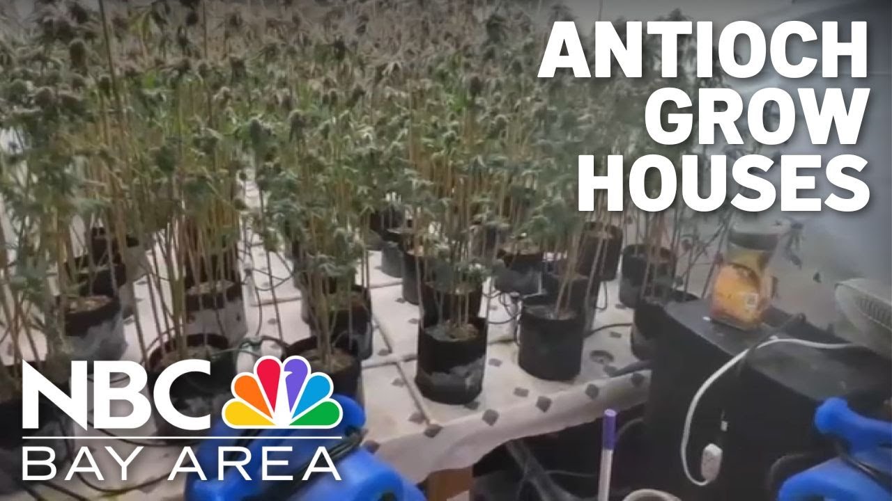 City of Antioch one of the largest concentrations of illegal marijuana grow houses in CA