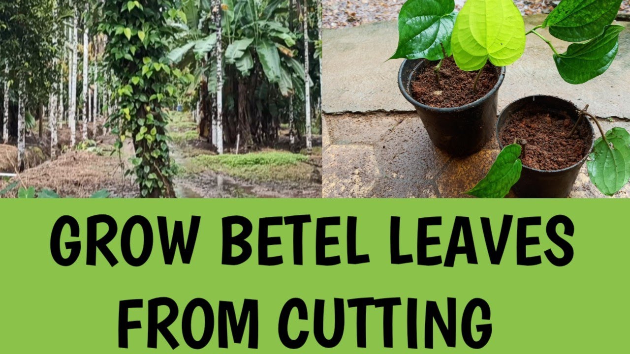 Grow betel leaves from cutting (ep 81)