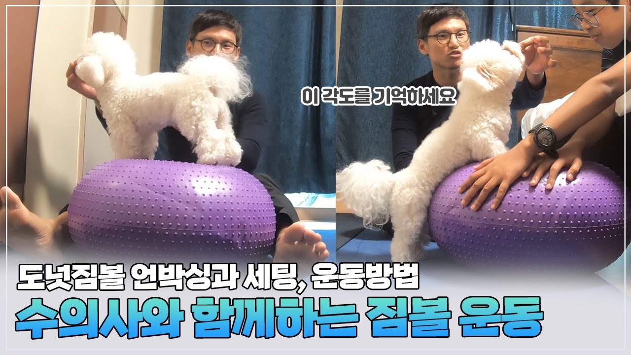 강아지 기구운동 #1 도넛 짐볼 운동 fitpaws trax donut  핏포즈 트랙스 도넛
