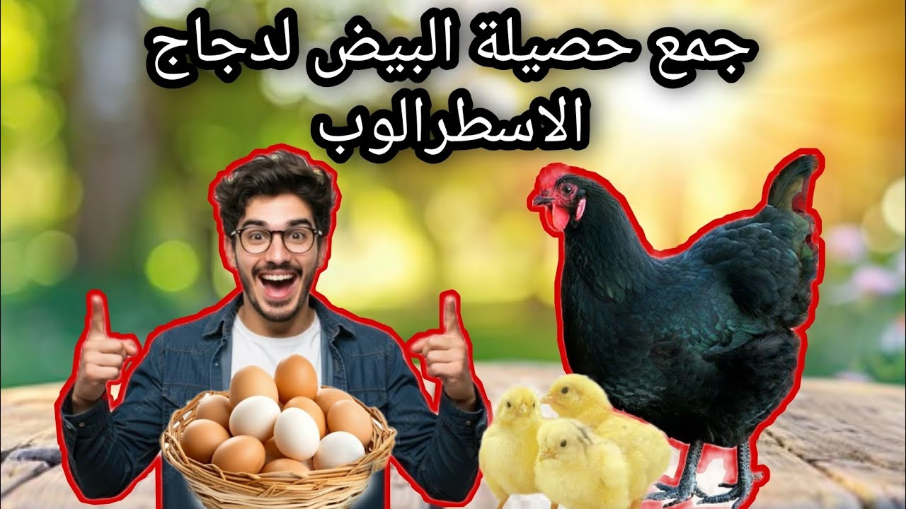 🥚🔥 حصيلة جمع البيض اليوم… مفاجأة كبيرة! شحال خرج ليا من الدجاج الأسطرالوب؟
