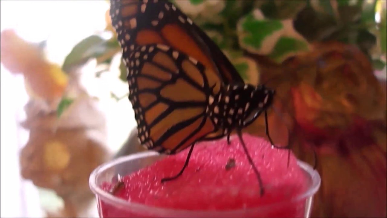 How to make a Butterflies Feeder