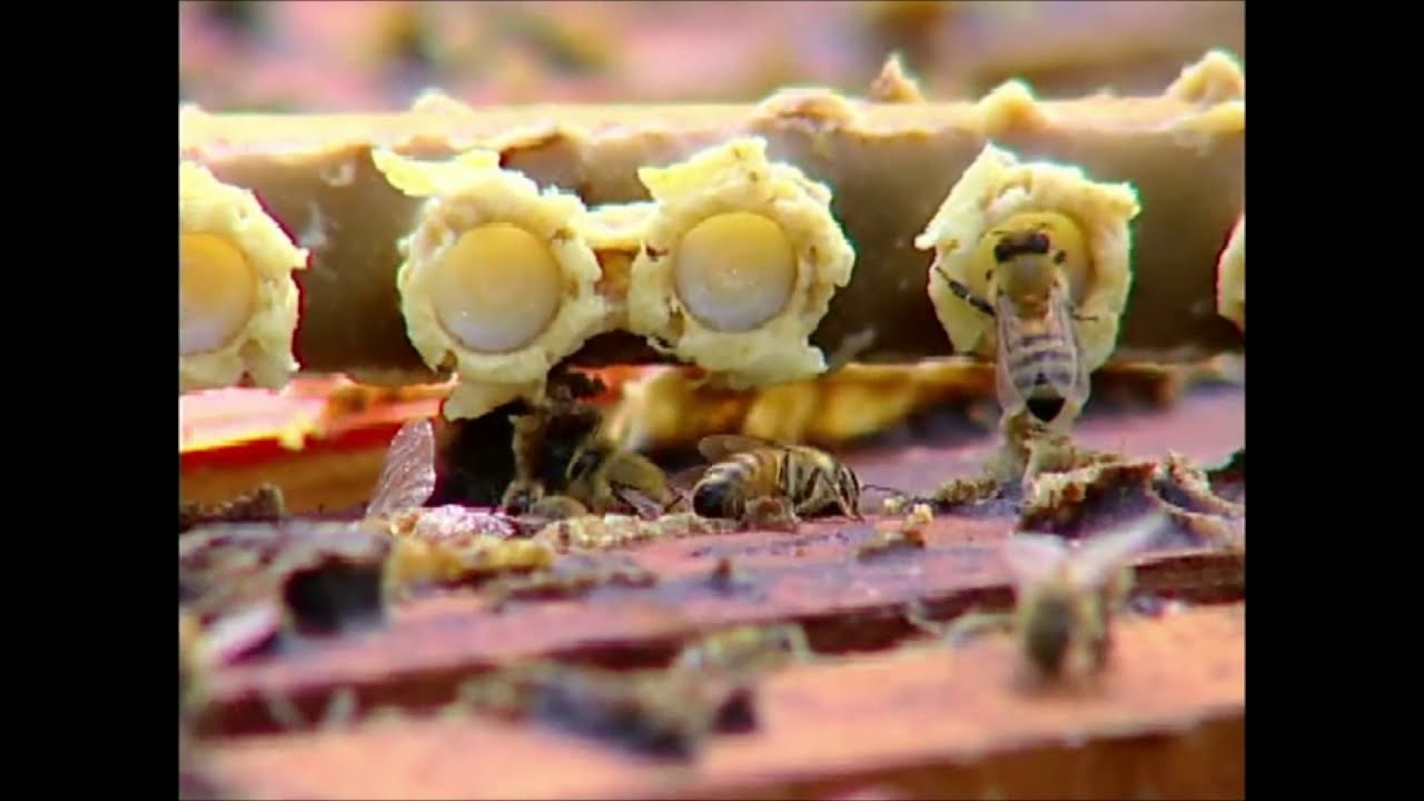 Como mejorar nuestro apiario y criar Abejas Reinas - Metodo Doolittle