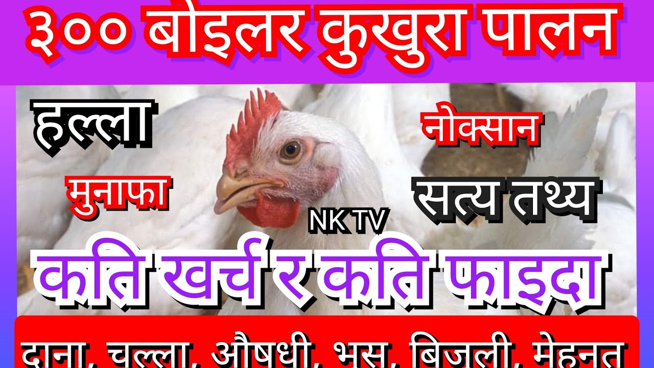 ३०० बोइलर कुखुराको खर्च र मुनाफा// start boiler chicken farming with 300 boiler // Expenses & Profit
