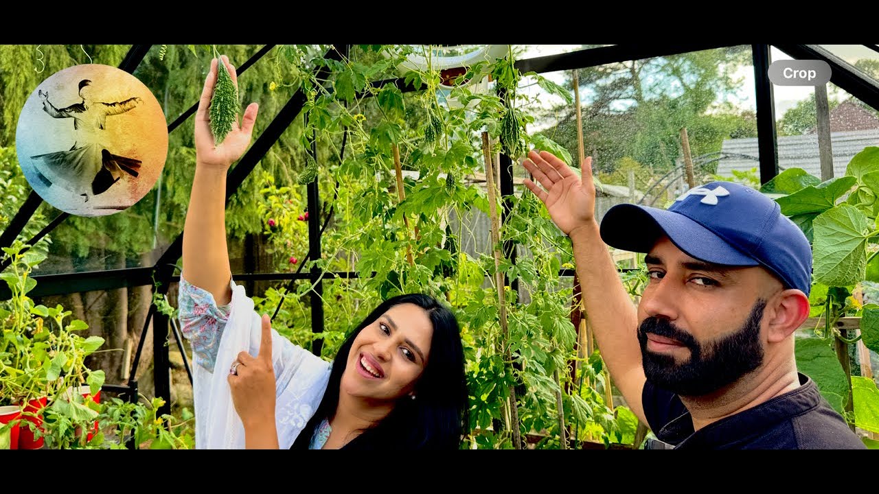 Harvesting Bitter Gourd and Cucumbers In The Uk | Malang Log Official