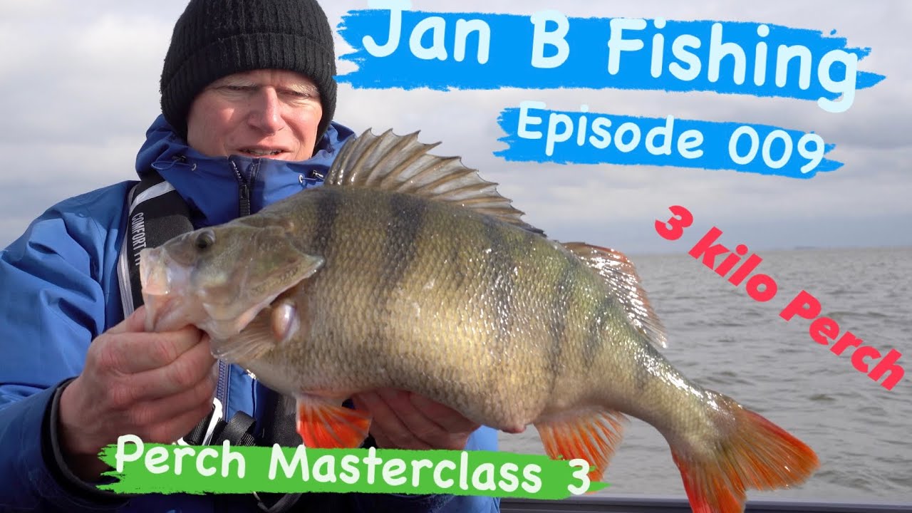 3 kilo+ Perch, Perch Masterclass 3 Jan B Fishing Episode 009
