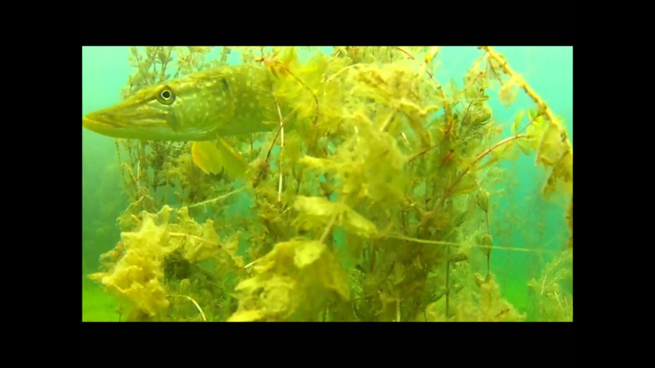 BlueMarlin   Tauchen im Fühlinger See Köln