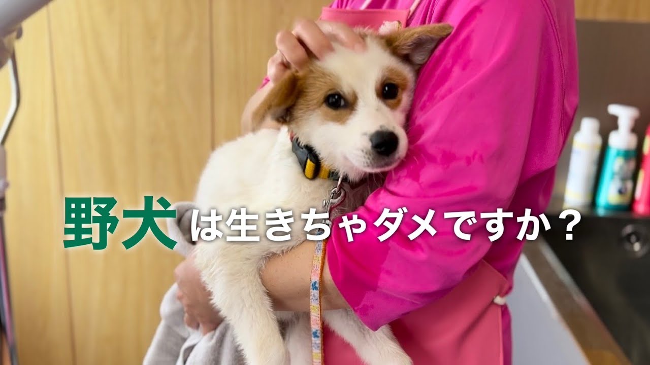 自然界で生まれた10つの命