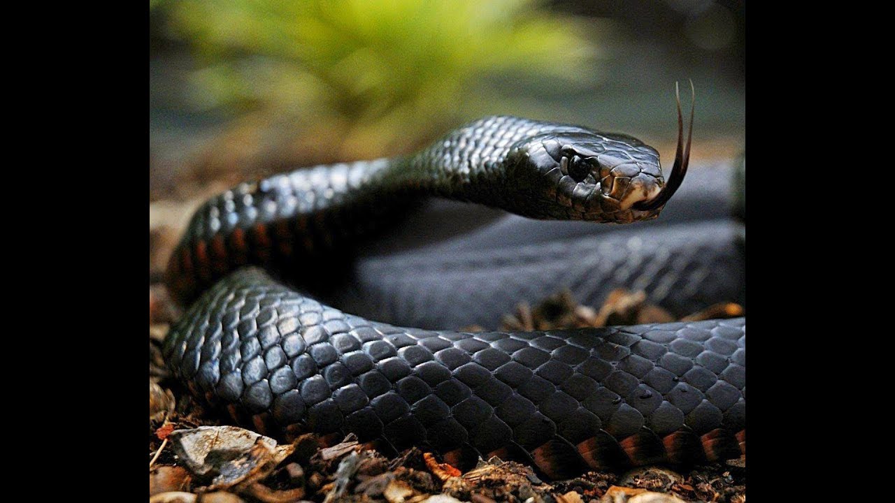 BLACK MAMBA  King Cobra pearl | Cobra Stone Nagamani | King Cobra Snake pearl | Nagamani Stone