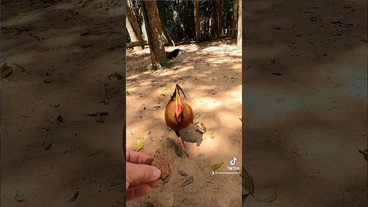 The Sri Lankan Jungle Fowl is an absolute Pok&eacute;mon! #pokemon #chickens #birds