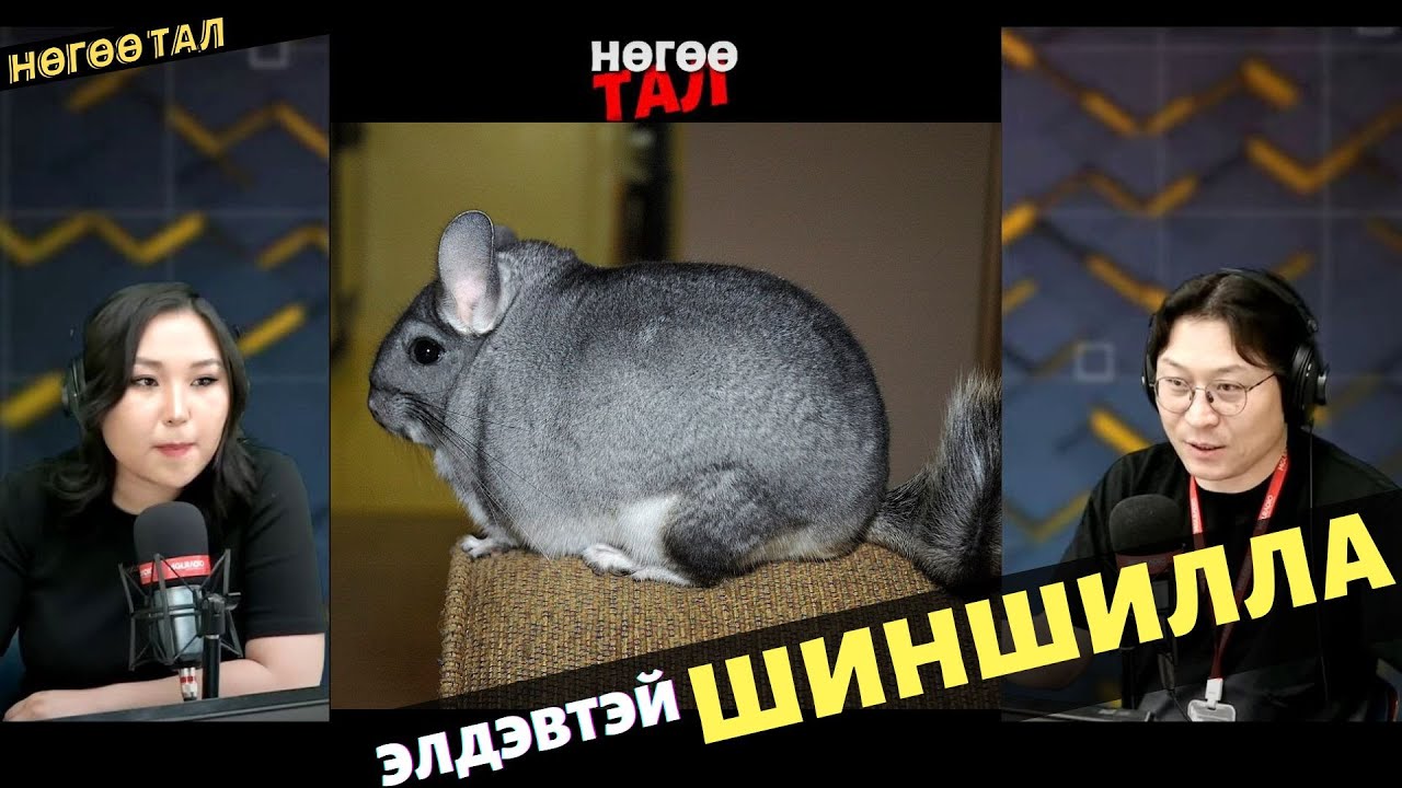 Нөгөө тал | 2025-05-08 | 1 угнаас 40-80 үс гаргадаг Шиншилла