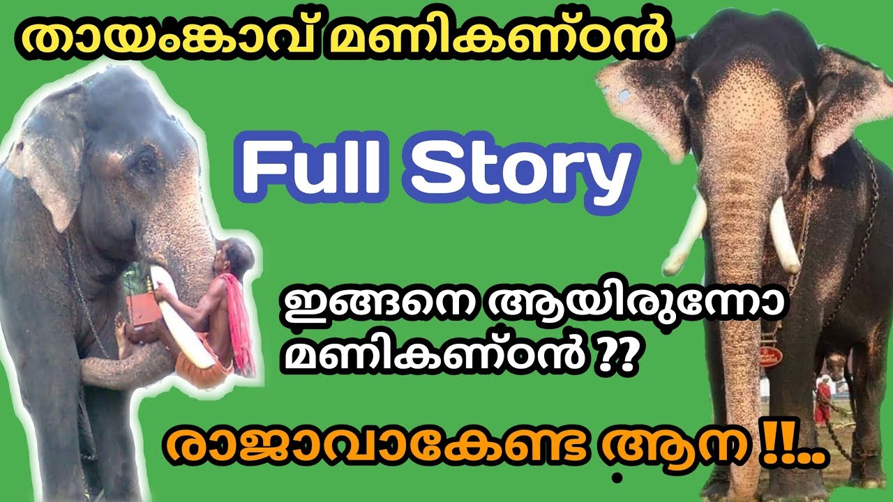 Thayamkavu Manikandan Full Story | തായംങ്കാവ് മണികണ്ഠൻ|  ഇടനീളം കൂടുതൽ ഉള്ള ആന | Kerala Elephant