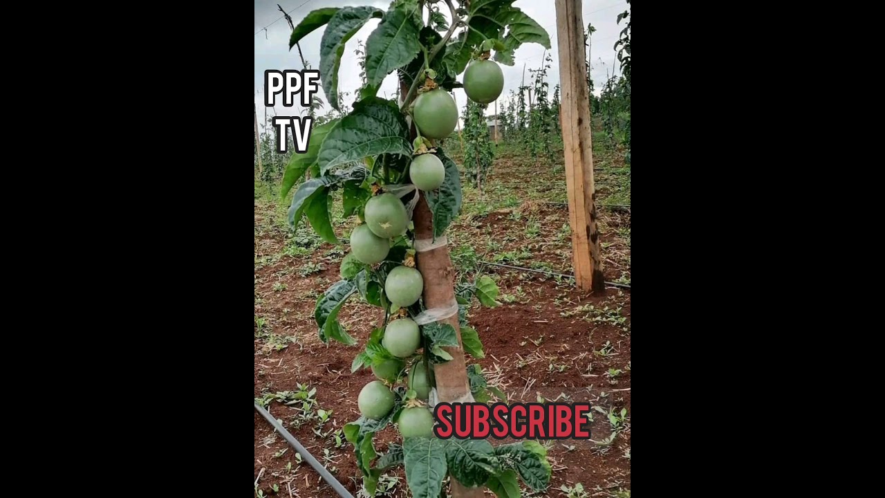 HOW TO MAINTAIN HIGH QUALITY FRUIT PRODUCTION IN PASSION FRUIT FARM