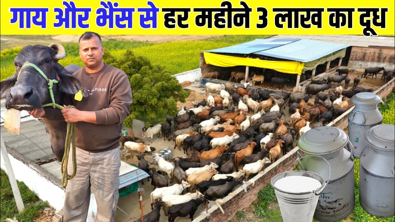 Crpf के जवान का dairy farming | हरियाणा से खरीद लाये भैस | dairy farm startup