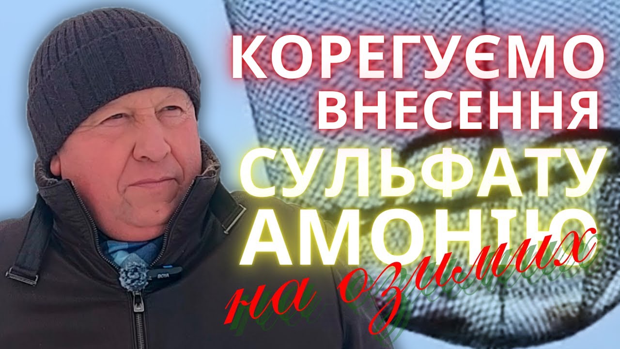 КОРЕГУЄМО внесення СУЛЬФАТу АМОНІЮ на ОЗИМИХ