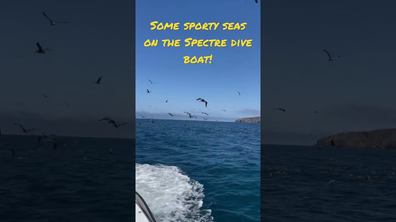 Some fun on the Spectre dive boat! Channel Islands, CA.  