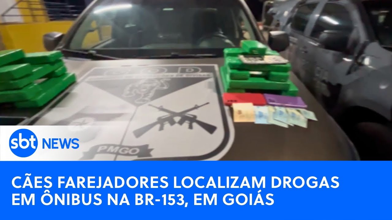Cães farejadores do BPCÃES localizam drogas em ônibus na BR-153, em Hidrolândia-GO
