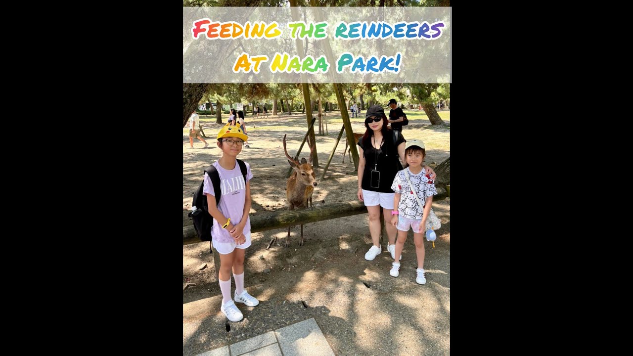 Feeding The Reindeers At Nara Park, Japan!